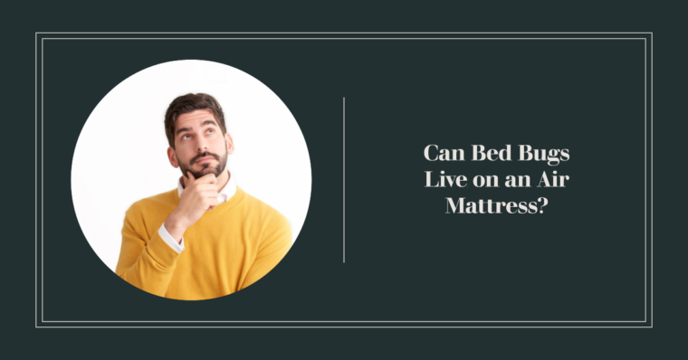 air mattress bed bugs